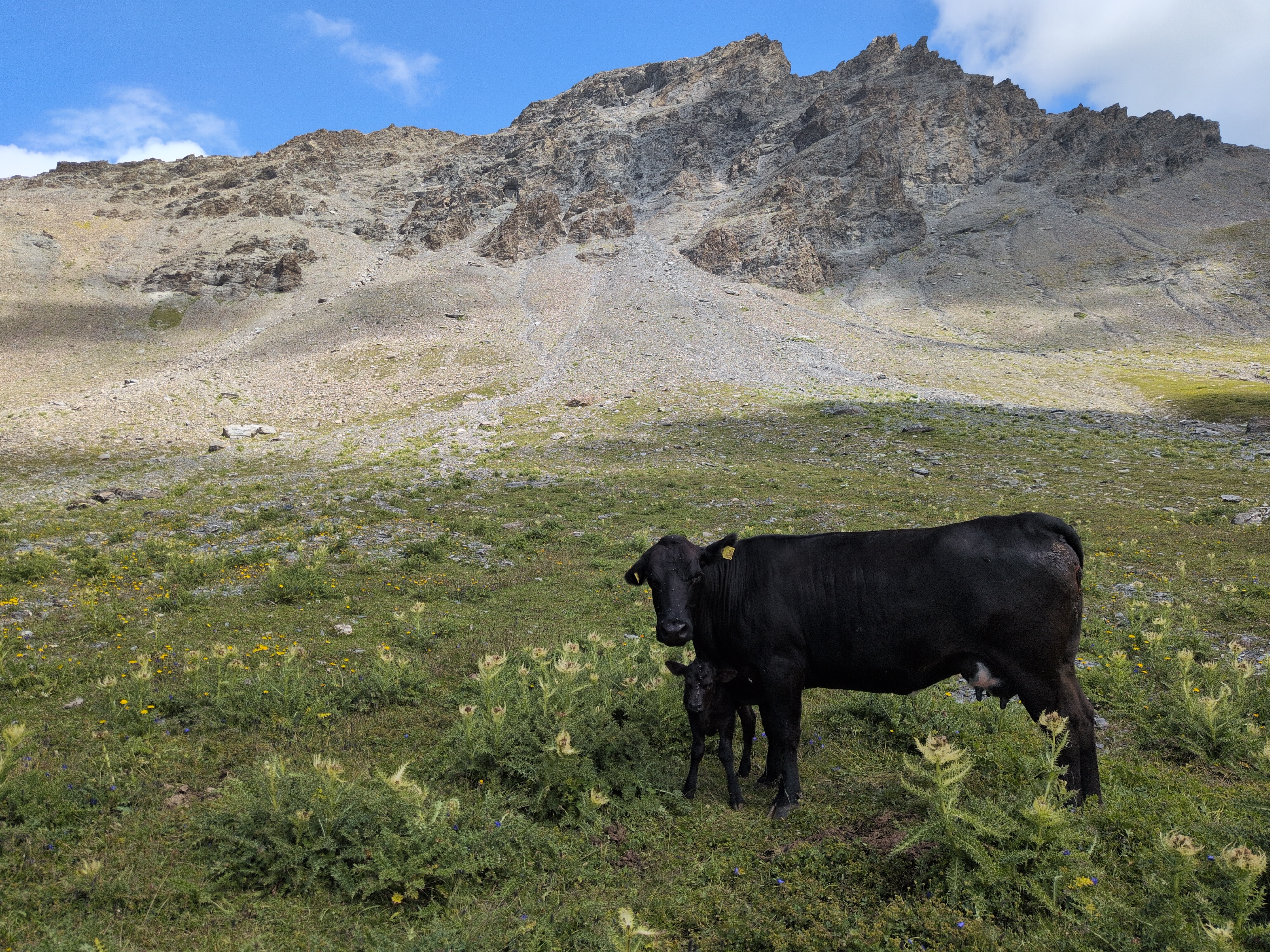 Schwarze Mutterkuh mit schwarzem Kalb vor Bergkulisse.